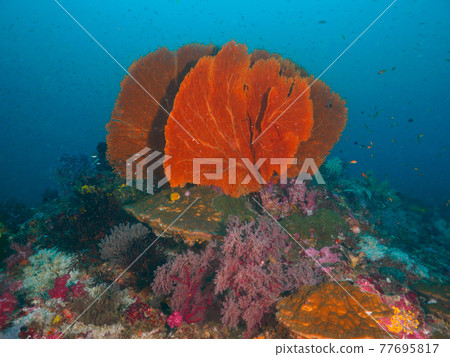 Various corals such as sea urchins (Tachai Island, Similan Marine National Park, Kingdom of Thailand) 77695817