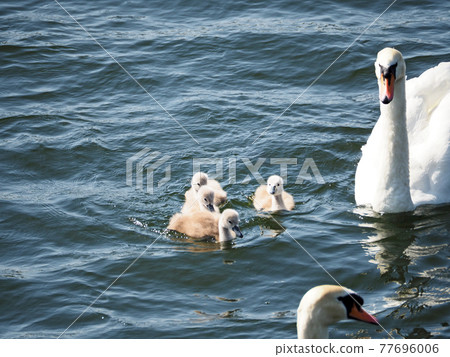 A close family of a swan swimming in a pond and a child born A close family of a swan swimming in a pond and a child born 77696006