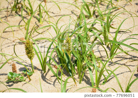 Carex kobomugi, a beach plant that grows on the sandy beaches of the coast Carex kobomugi, a beach plant that grows on the sandy beaches of the coast 77696051