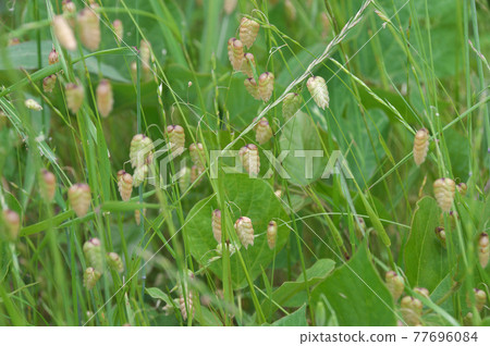 Madder beetle 77696084