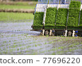 Rice planting work 77696220