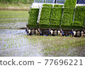 Rice planting work 77696221