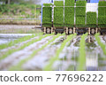 Rice planting work 77696222