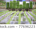 Rice planting work 77696223
