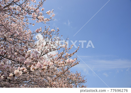 【神奈川】橫須賀橋水櫻 77696276