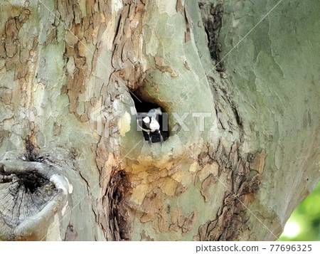 Great tit burrow in a city park 77696325