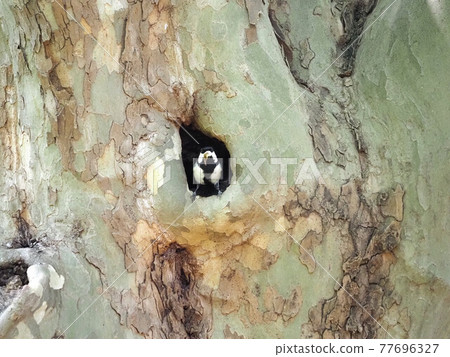Great tit burrow in a city park Great tit burrow in a city park 77696327