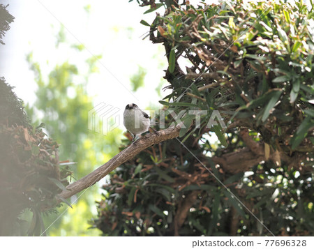 Long-tailed tit in my garden tree 77696328