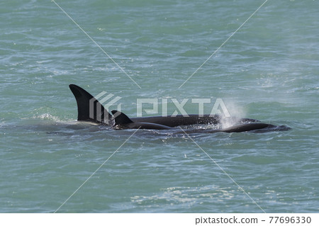 Orca Family, Patagonia Argentina Orca Family, Patagonia Argentina 77696330