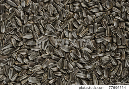 Sunflower seeds, background, from above. Whole, raw and striped fruits of Helianthus annuus with hulls, used as snack food or part of a meal. Confectionary sunflower seeds. Backdrop. Macro food photo. Sunflower seeds, background, from above. Whole, raw and striped fruits of Helianthus annuus with hulls, used as snack food or part of a meal. Confectionary sunflower seeds. Backdrop. Macro food photo. 77696334
