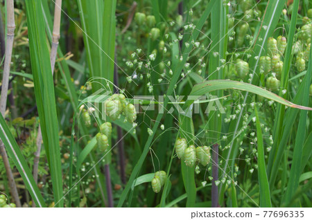 Greater quaking grass and little quaking grass Greater quaking grass and little quaking grass 77696335