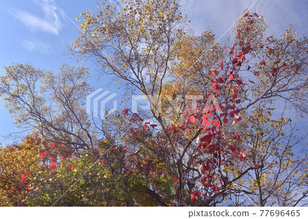 Take a picture of the bright red vines entwined with the yellow leaves of the Myoko Sasagamine Plateau, which is covered with clear altostratus clouds. Take a picture of the bright red vines entwined with the yellow leaves of the Myoko Sasagamine Plateau, which is covered with clear altostratus clouds. 77696465