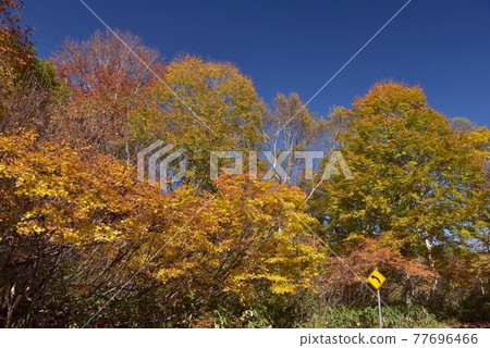 Take a picture of yellow leaves on the left curve of Myoko Sasagamine Plateau, the deep blue sky through autumn Take a picture of yellow leaves on the left curve of Myoko Sasagamine Plateau, the deep blue sky through autumn 77696466