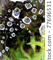 Drops on a spider web on a rainy day 77696531