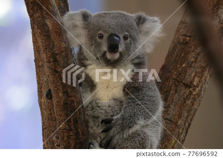 Koala 77696592