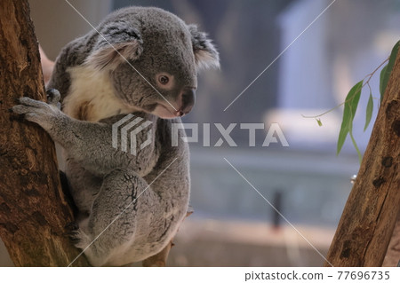 考拉 考拉 77696735