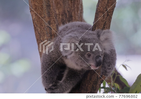 Koala Koala 77696802