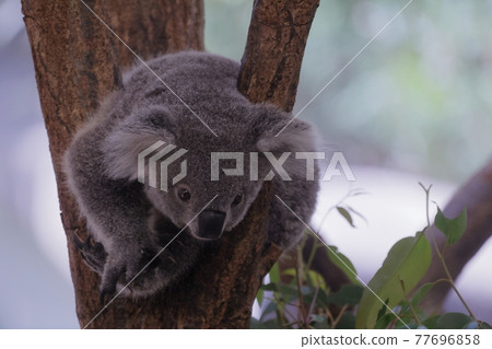 Koala 77696858