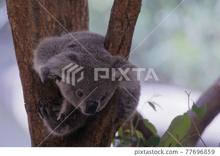Koala 77696859