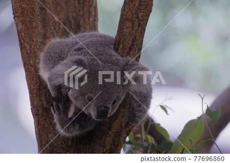 Koala 77696860