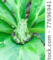 A frog standing in the center of the plant 77696941