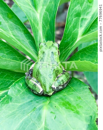 A frog standing in the center of the plant A frog standing in the center of the plant 77696941