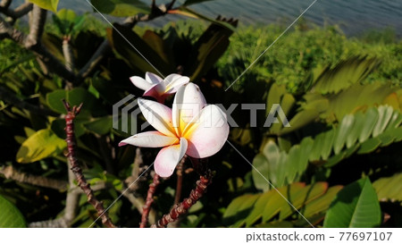 Flowering of Plumeria Flowering of Plumeria 77697107