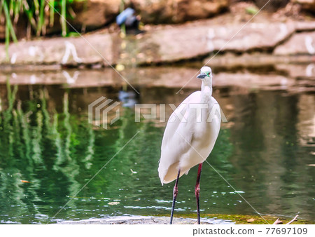Looking food on the lake Looking food on the lake 77697109