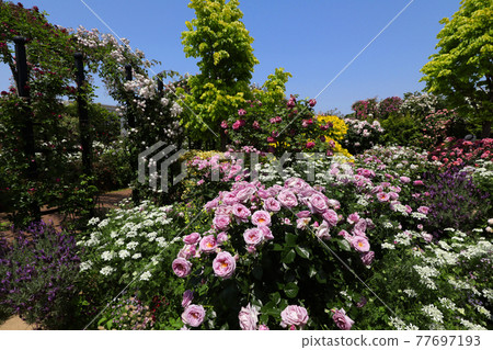 <Kanagawa> Yokohama English Garden <Kanagawa> Yokohama English Garden 77697193
