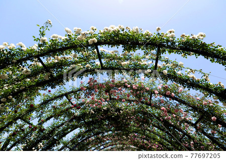 <神奈川>橫濱英式花園 <神奈川>橫濱英式花園 77697205