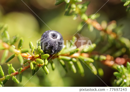 Blueberry antioxidants on a background of Norwegian nature. 77697243