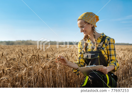 Farmer checking the grain if it is ready for the harvest Farmer checking the grain if it is ready for the harvest 77697253