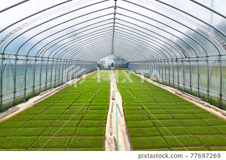 Agriculture Management of rice seedling water at a vinyl nursery house 77697269