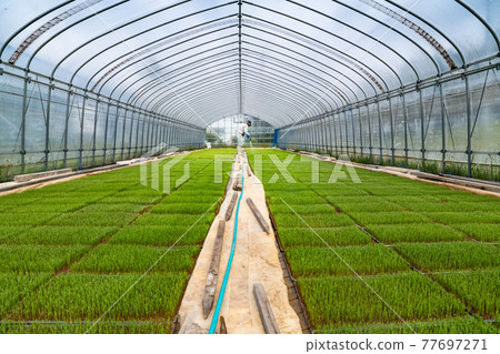 乙烯基育苗所水稻育苗水的農業管理 77697271