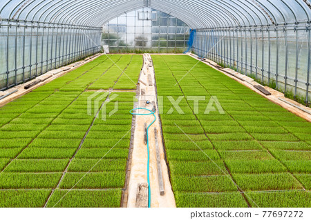 乙烯基育苗所水稻育苗水的農業管理 乙烯基育苗所水稻育苗水的農業管理 77697272