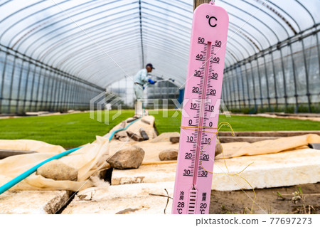 Rice seedlings and thermometers grown in a plastic house 77697273