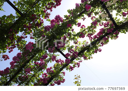 <Kanagawa> Yokohama English Garden <Kanagawa> Yokohama English Garden 77697369