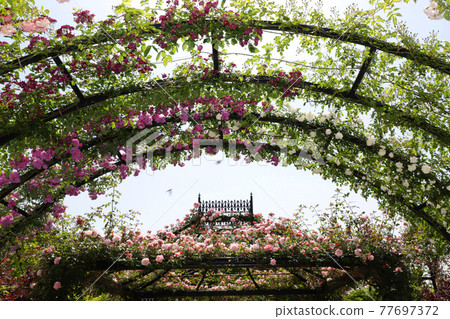 <神奈川>橫濱英式花園 <神奈川>橫濱英式花園 77697372