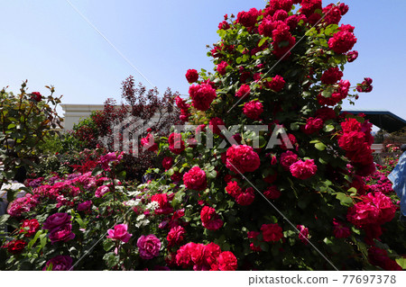 <神奈川>橫濱英式花園 <神奈川>橫濱英式花園 77697378