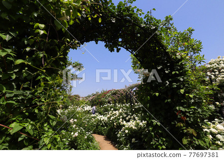 <神奈川>橫濱英式花園 <神奈川>橫濱英式花園 77697381