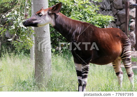 Okapi Okapi 77697395