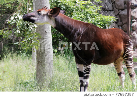 Okapi Okapi 77697397