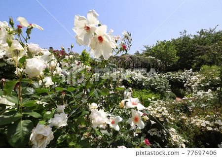 <神奈川>橫濱英式花園 77697406