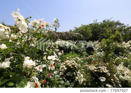 <神奈川>橫濱英式花園 <神奈川>橫濱英式花園 77697407