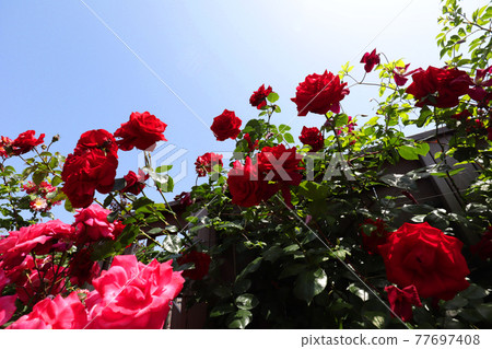 <神奈川>橫濱英式花園 77697408