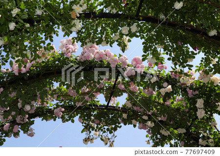 <Kanagawa> Yokohama English Garden <Kanagawa> Yokohama English Garden 77697409