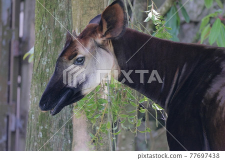 Okapi 77697438