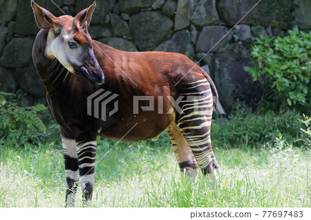 Okapi 77697483