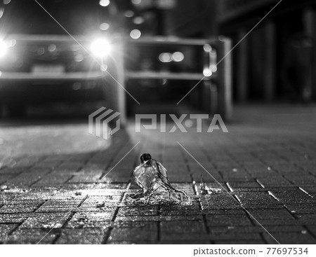 shibuya, liquor, late at night 77697534