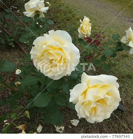 White Rose  77697543